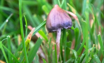 Magic Mushroom will cure depression
