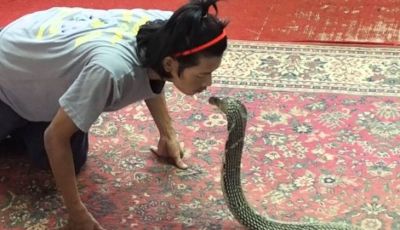 Video : कोबरा जैसे सांप को Kiss करता है ये शख्स, देखकर काँप जायेंगे आप