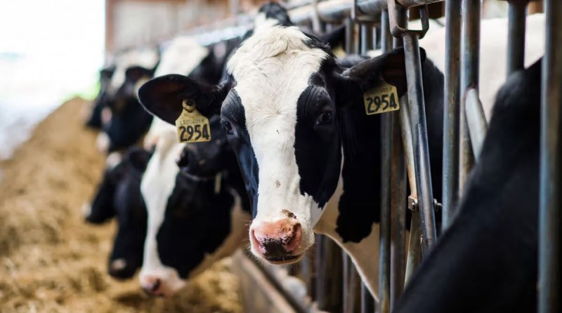 गाय के दूध में मिला खतरनाक H5N1 बर्ड फ़्लु वायरस, WHO ने किया खुलासा