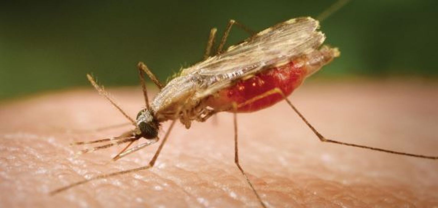 From nausea to vomiting, know what are the serious symptoms of malaria