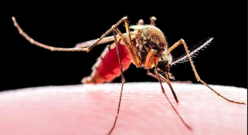 जी मचलाने से लेकर उल्टी तक, जानिए क्या है मलेरिया के गंभीर लक्षण