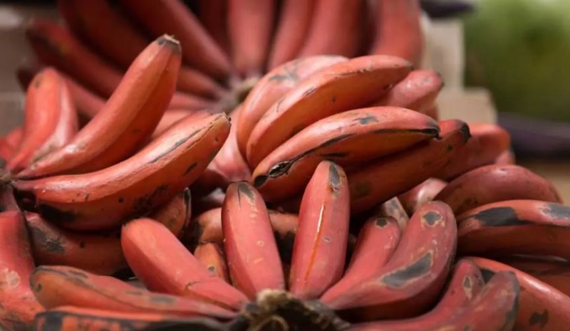 लाल केला खाकर कम किया जा सकता है इन बीमारियों का जोखिम