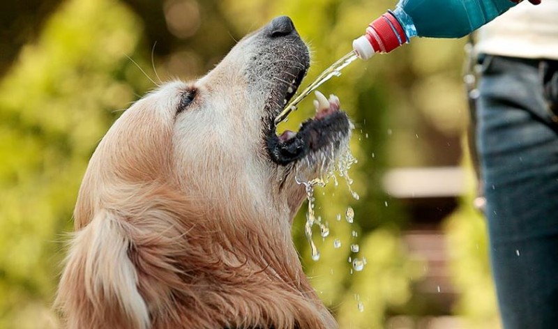 Do You Have a Dog? Here's How to Keep Them Cool in the Summer and Beat the Heat!