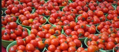 Govt Expects Tomato Prices to Drop with New Crop Arrival