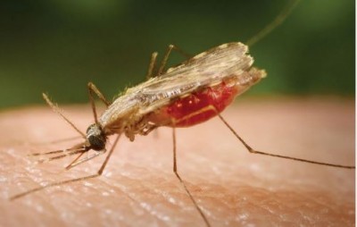 मच्छर के काटने से ही नहीं बल्कि ऐसे तरीकों से भी मलेरिया का शिकार हो सकता है