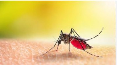 If you have become a victim of dengue, then follow these precautions