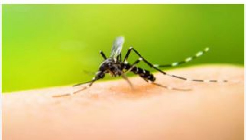 If your body has weakness after suffering from dengue, then remove it like this