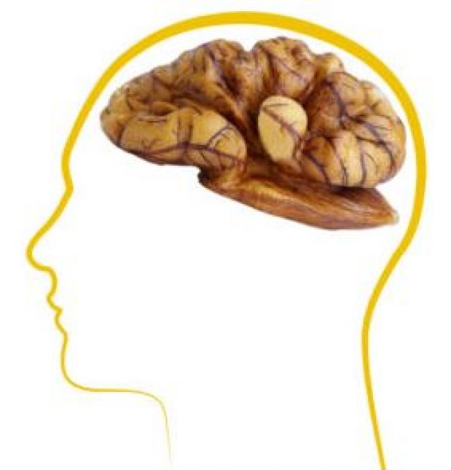 A Few Walnuts A Day May Help Boost Memory