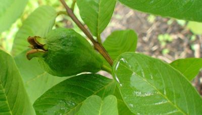 Not just fruit, guava leaves are also beneficial, learn benefits