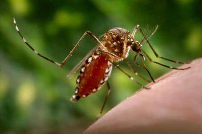 कपूर करता है डेंगू के मच्छरों से बचाव