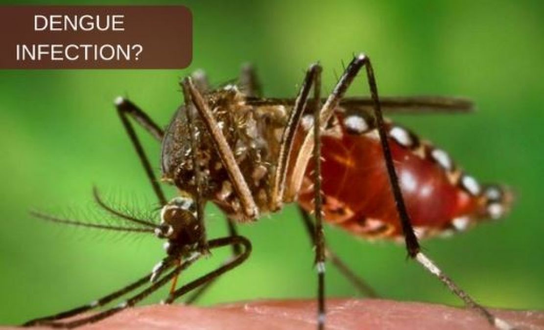 How to Avoid Platelet deficiency in the blood due to dengue