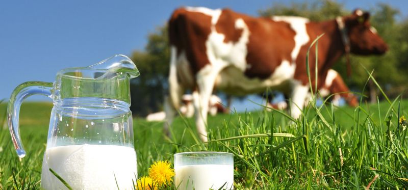 गाय के दूध से ठीक हो सकती है सर दर्द की समस्या