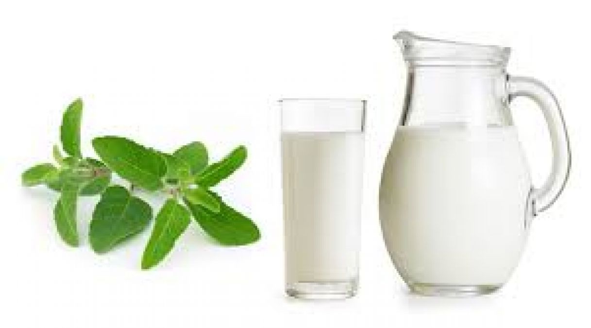 तुलसी के पत्ते को दूध में उबालकर पीने से मिल सकता है इन 5 पांच बीमारियों से छुटकारा