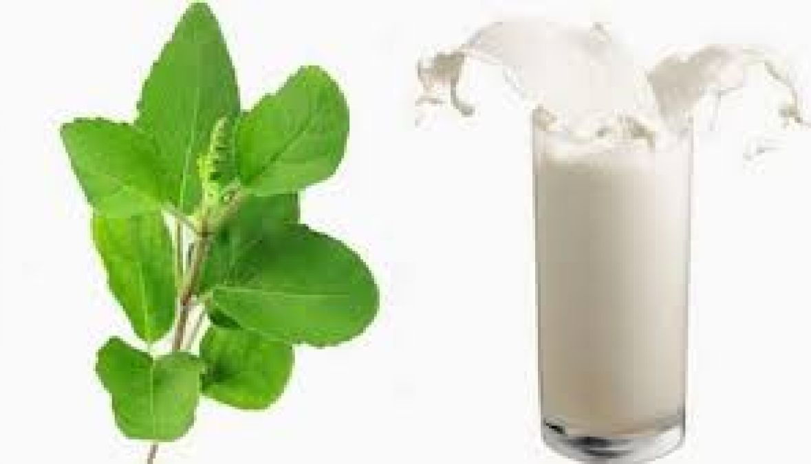 Drink Tulsi leaves with Milk to make you migraine-free
