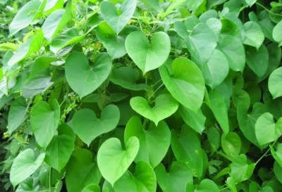 A Leaf of This Plant Can Protect Against Many Diseases: Discover the Tremendous Benefits