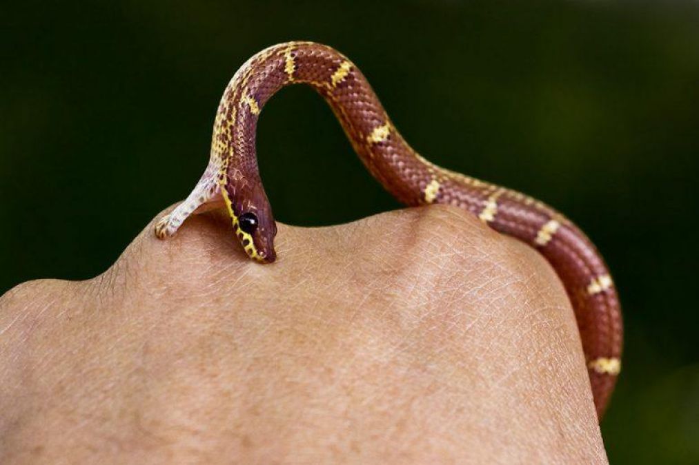 Never make these mistakes if a snake bites, may increase risk of life