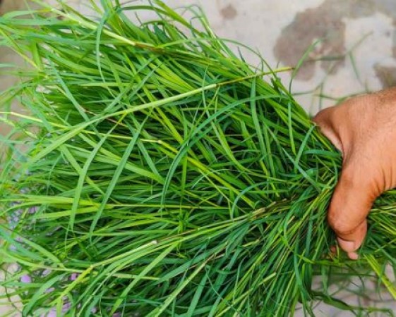 Unveiling the Holistic Benefits of Durva Grass: Beyond Worship to Healing