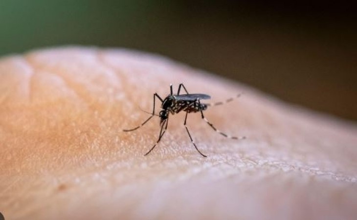 How to Protect Yourself from the Most Serious Mosquito-Borne Diseases