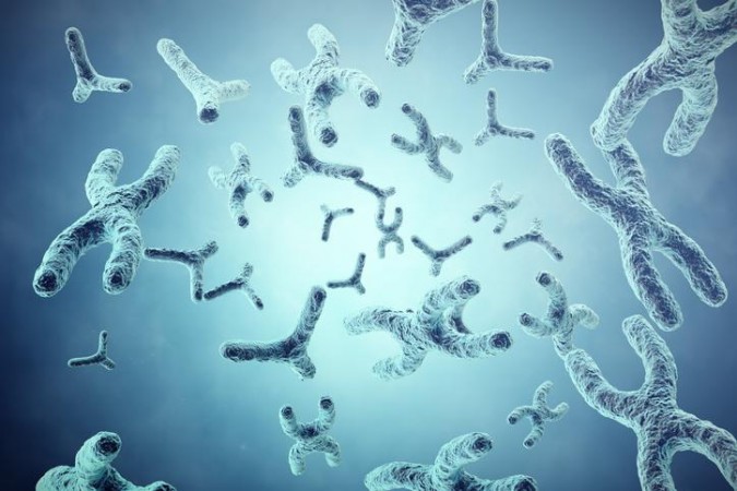 What is Y chromosome?