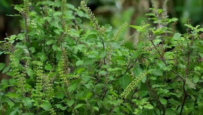 Discover the 5 Types of Basil and Their Unique Benefits