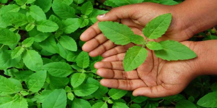 आँखों की जलन को दूर करती है तुलसी की पत्तिया