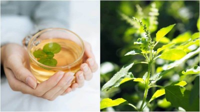 Benefits of drinking basil water on an empty stomach in the morning