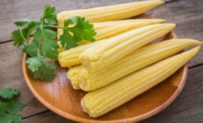 Apart from taste, corn also gives benefits in health and beauty, know benefits