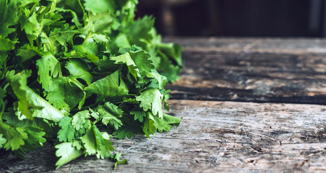 Green coriander increases eyesight, learn other benefits