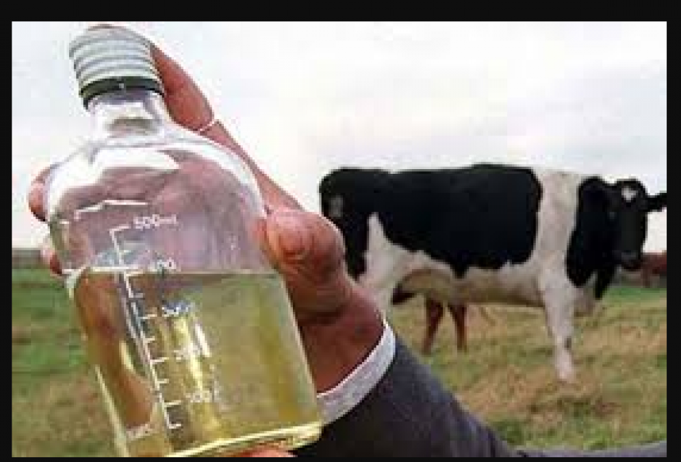 Cow urine is beneficial in many diseases