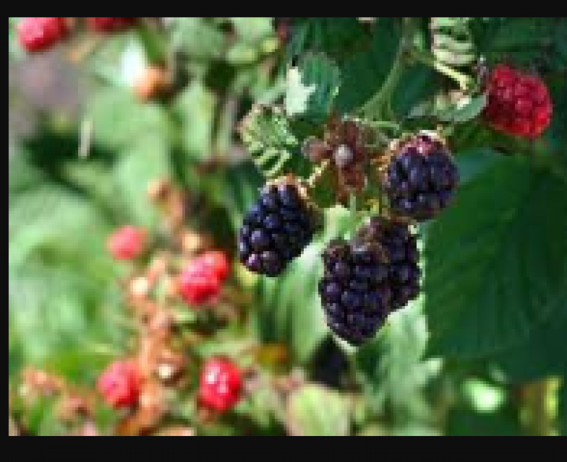 Know amazing health benefits of Mulberry