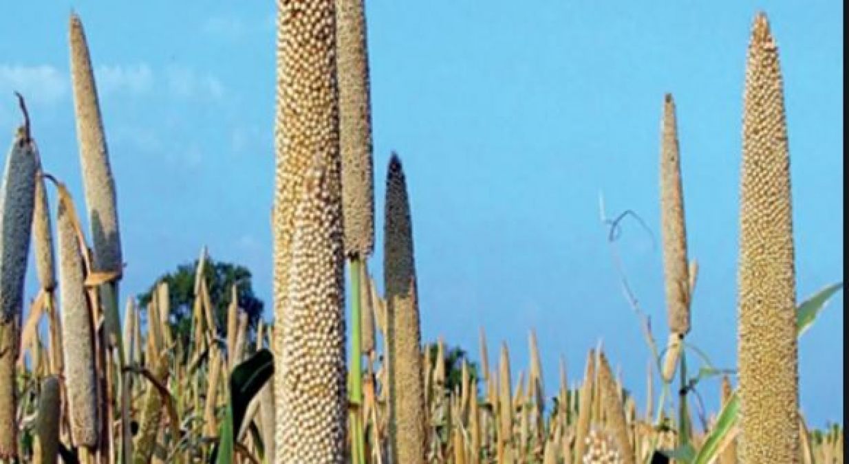 Surprising benefits of eating millet in winter