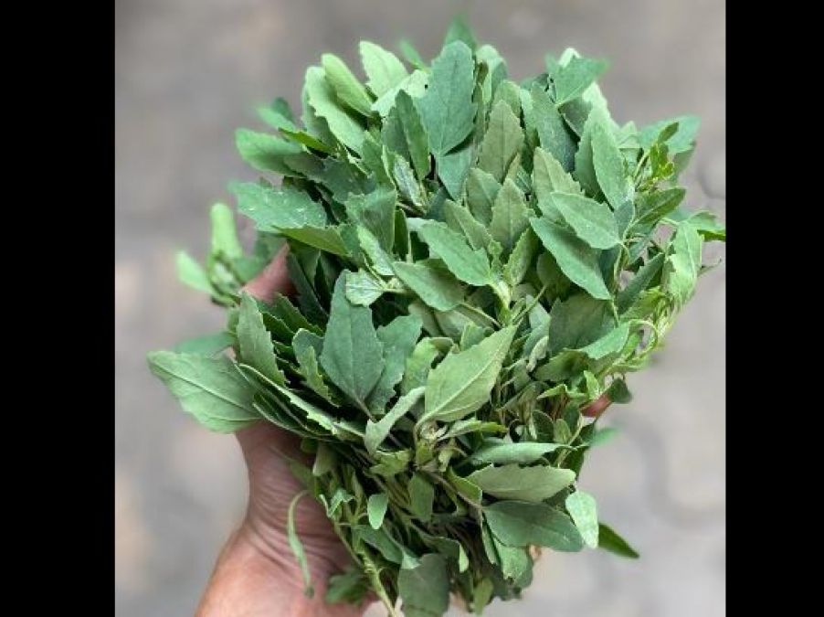 Bathua, eating in the cold, has great benefits