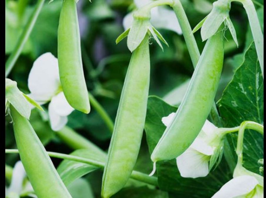 Must eat peas in winter, brain will be sharp