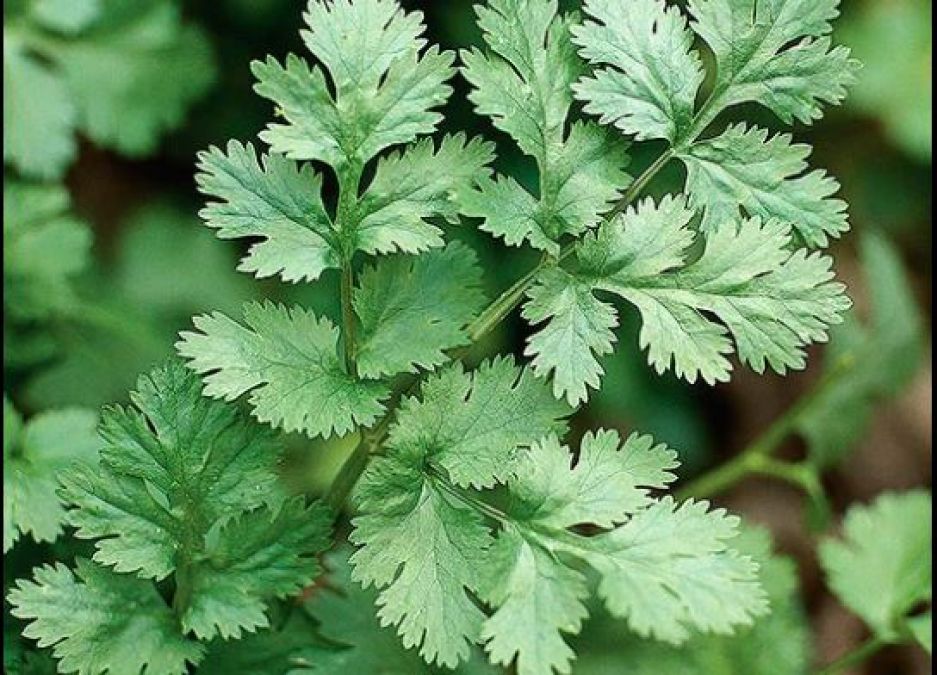 Green coriander is beneficial in increasing eyesight to increasing immunity