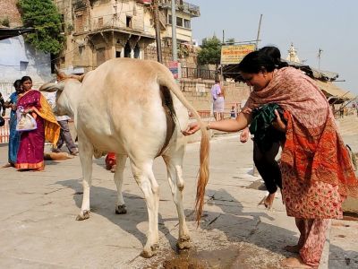 हर रोज़ करें गौमूत्र का सेवन टीबी और दमा जैसी बीमारी होगी हमेशा के लिए खत्म