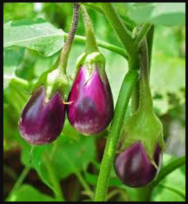 Amazing health benefits of Brinjal