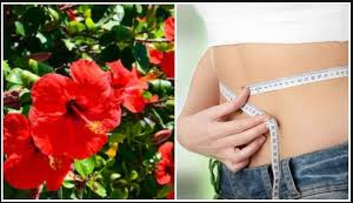 Hibiscus plant is boon for women, know its benefits