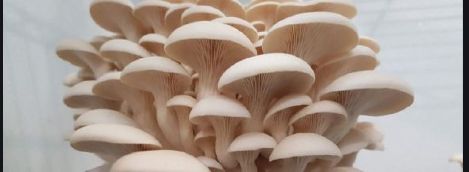 Oyster mushroom has a lot of beneficial