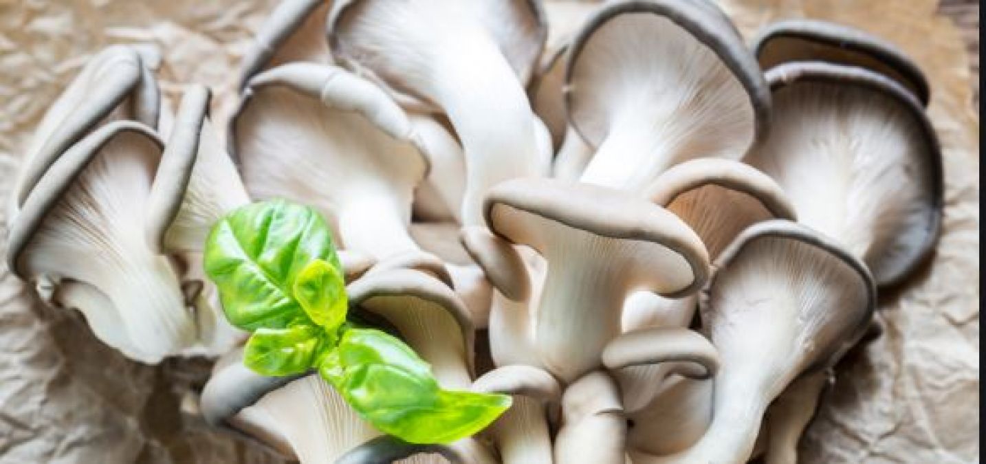 Oyster mushroom has a lot of beneficial