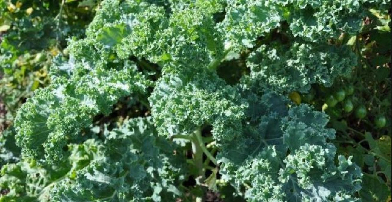 Start eating Kale from today...