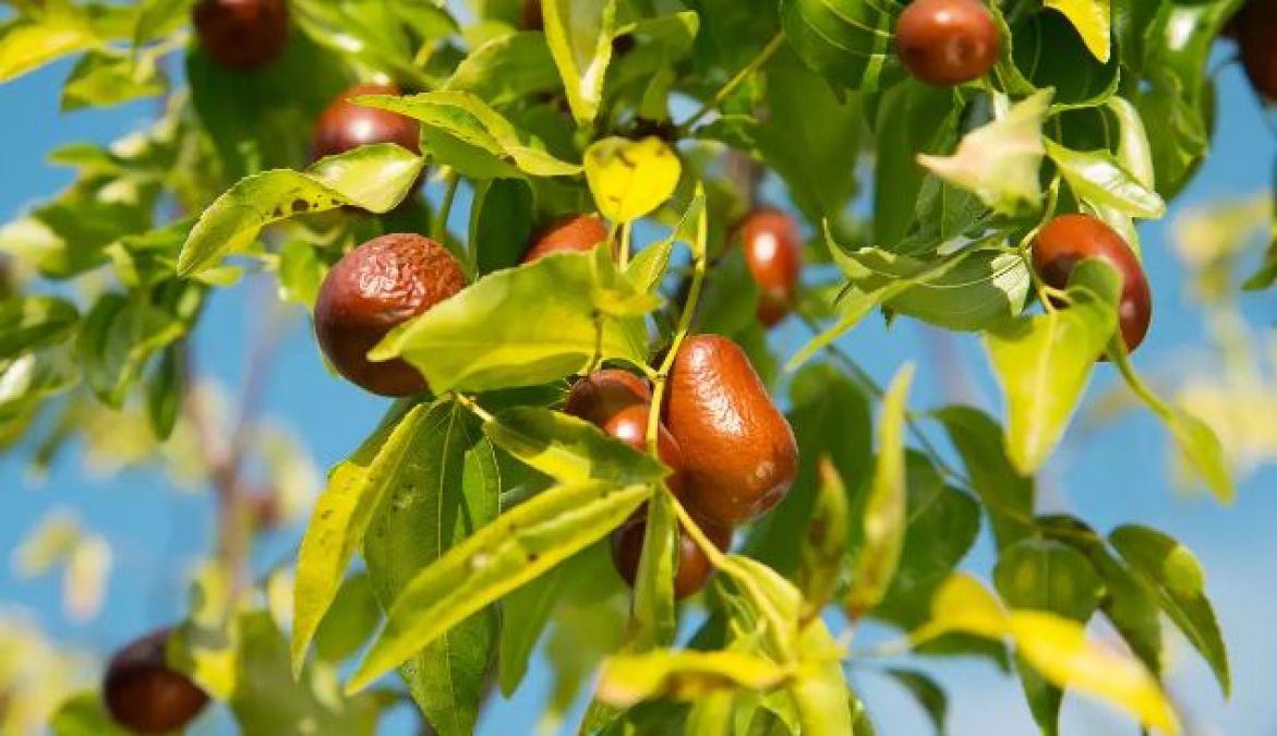Jujube leaves provide many great health benefits