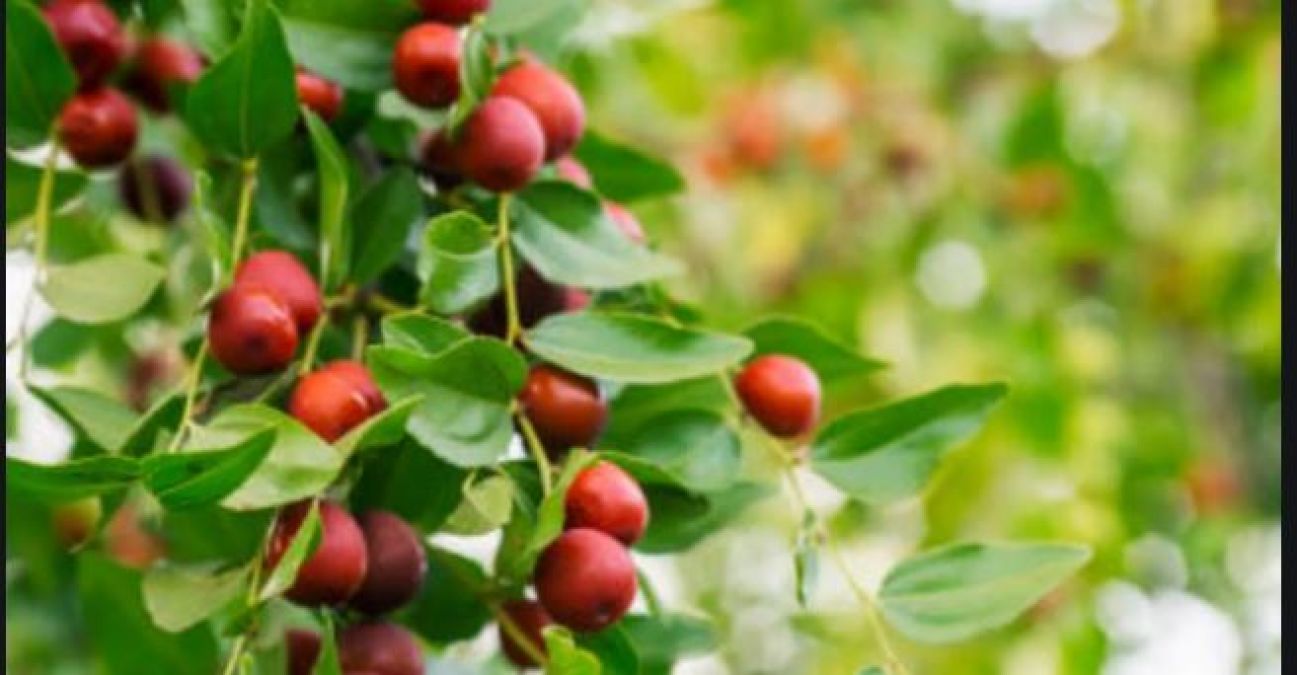 Jujube leaves provide many great health benefits