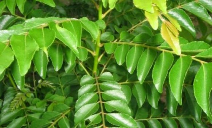 Know medicinal benefits and uses of curry leaves
