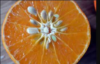 Know the amazing benefits of orange peel