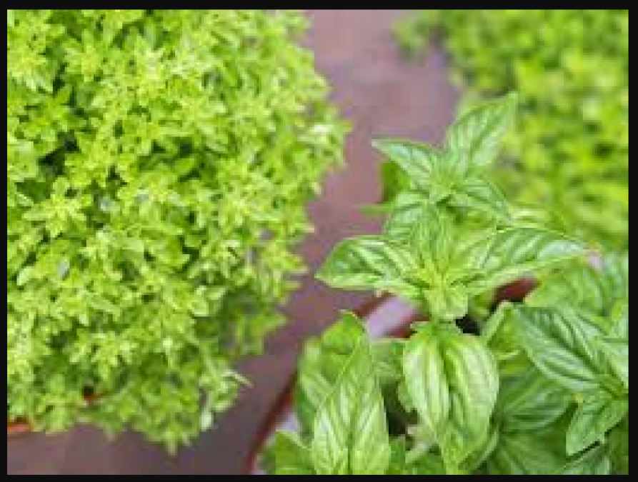 Take care of your health by using only 5 basil leaves