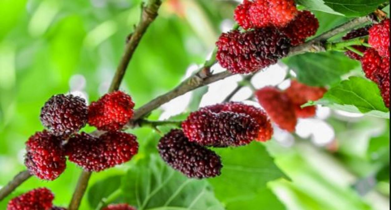 Mulberry reduces risk of cancer, know these amazing benefits