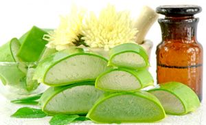 Aloe Vera moisturizes dry skin, know other benefits