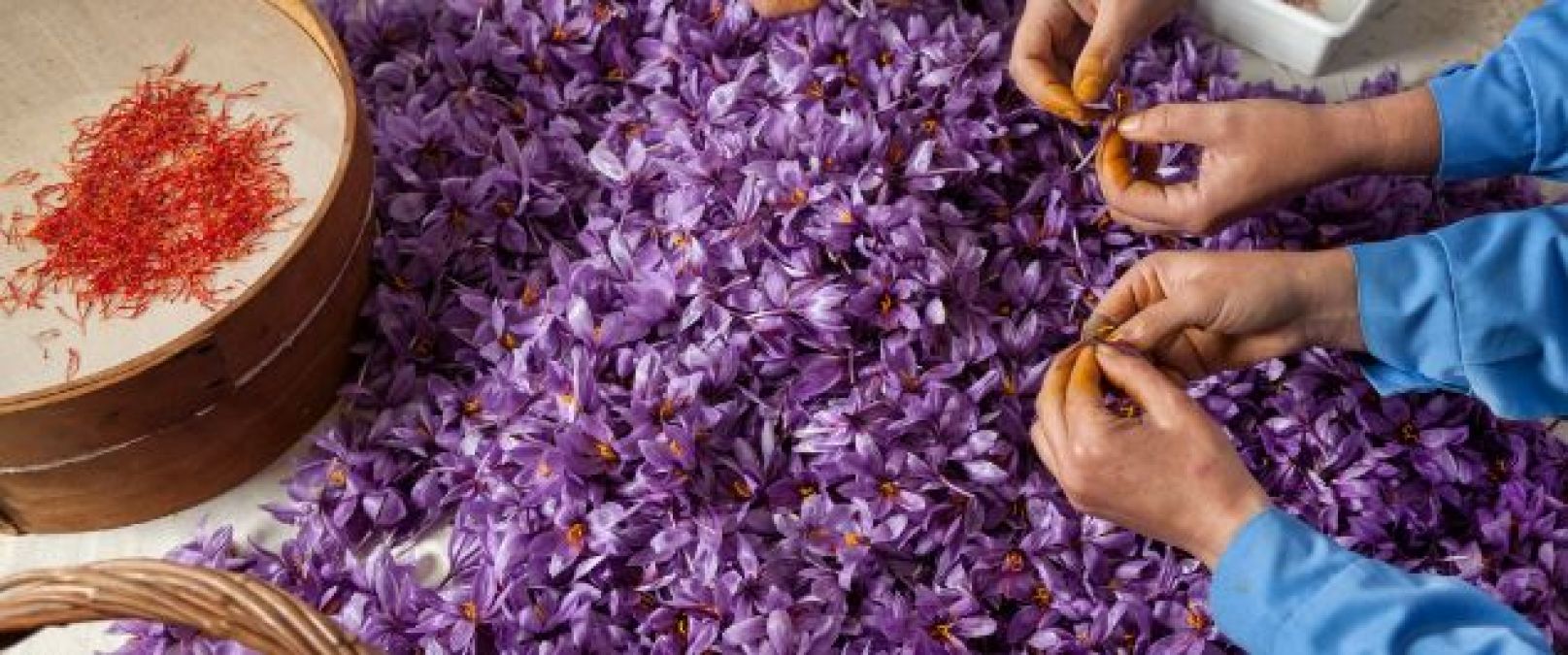 Saffron is a boon for men, get rid of these problems