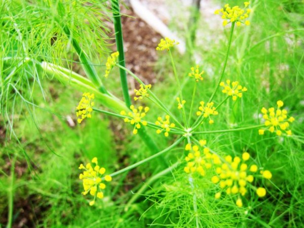Know special health benefits of fennel (Saunf)