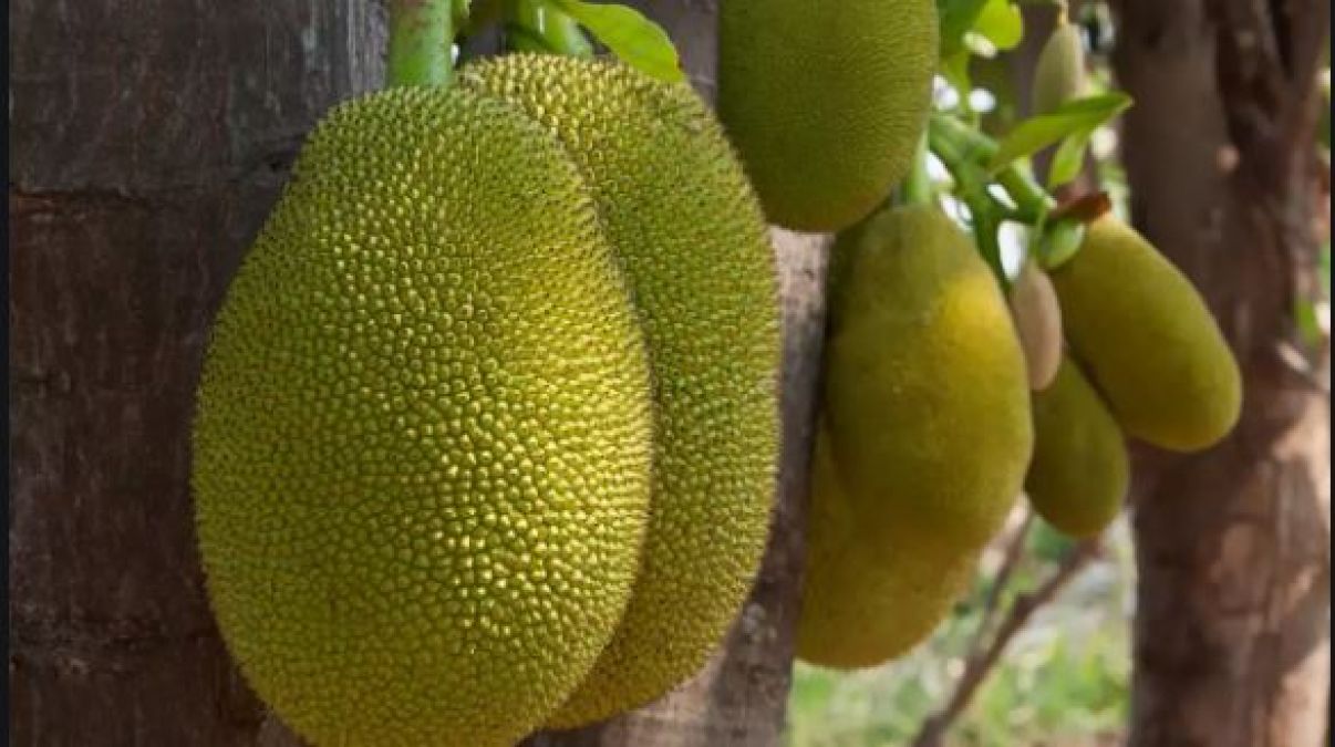 Don't forget to eat these 5 things after eating jackfruit